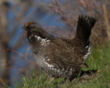 Male Dusky Grouse at Lake Butte.jpg