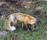 Fox with a Squirrel at Roosevelt Junction.jpg