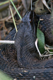 Banded Water Snake.jpg