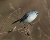 Blue Grey Gnatcatcher.jpg