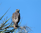 Red Shoulder Hawk on Joe Overstreet.jpg