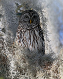 Barred Owl Concealed in the Moss.jpg