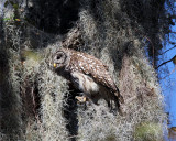 Barred Owl Ready to Launch.jpg