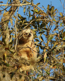 Fledgling Preening.jpg