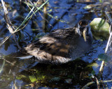 Sora Rail.jpg