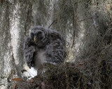 Owl Chick at Circle B.jpg