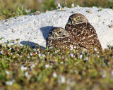Burrowing Owls.jpg