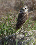 Skinny Owl.jpg