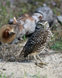 Burrowing Owl At the Nest.jpg