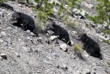 Beryl Springs Cubs.jpg