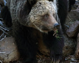 Beryl Springs Grizzly with a Mouthful of Grass.jpg
