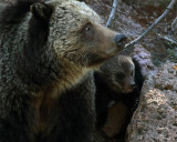 Beryl Springs Grizzly and Cub.jpg
