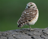 Burrowing Owl.jpg