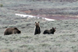 Grizzly Sow with Two Year Old Cubs.jpg