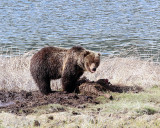 Blacktail Ponds Grizzly.jpg