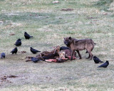 Black Wolf on the Carcass.jpg