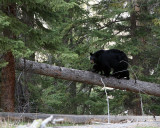 Rosie and Her Cubs on the Log.jpg