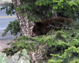 Cinnamon Cub in the Tree.jpg