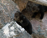 Beryl Springs Cubs on the Rocks.jpg