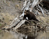 Grizzly Over the Yellowstone River.jpg