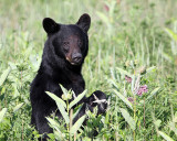 Bear in the Berries.jpg