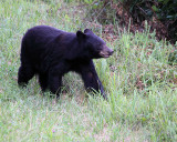 Black Bear in the Tall Grass.jpg