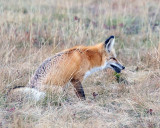 Fox witth a Mouthfull.jpg