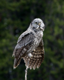 Great Grey Owl Perched.jpg