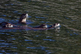 Swimming Otters Family.jpg