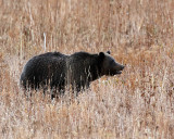 Grizzly in the Tall Grass.jpg
