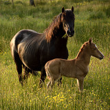 Welsh Cob