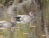 Gadwall IMG_8805.jpG