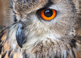 971 Eurasian Eagle Owl