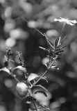 Spiders Web