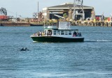 Dolphins in the Harbor