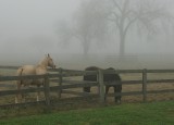 The Horse Pasture