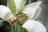 Behind the Magnolia