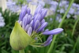 Agapanthus