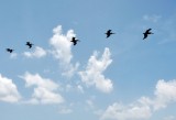 Pelican Fly-by