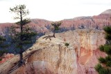 Determined Trees