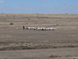 Maasai herdsman