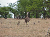 Ostrich young