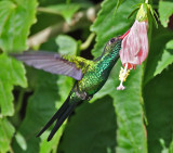 Cozumel Emerald