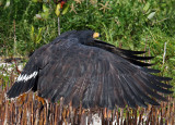 Common Black-Hawk