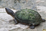 Creasers Mud Turtle