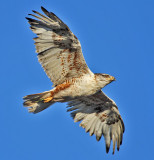 Ferruginous Hawk