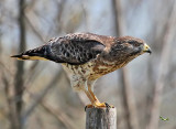 Broad-winged Hawk