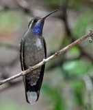 Blue-throated Hummingbird