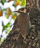 Arizona Woodpecker