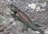 Yarrows Spiny Lizard